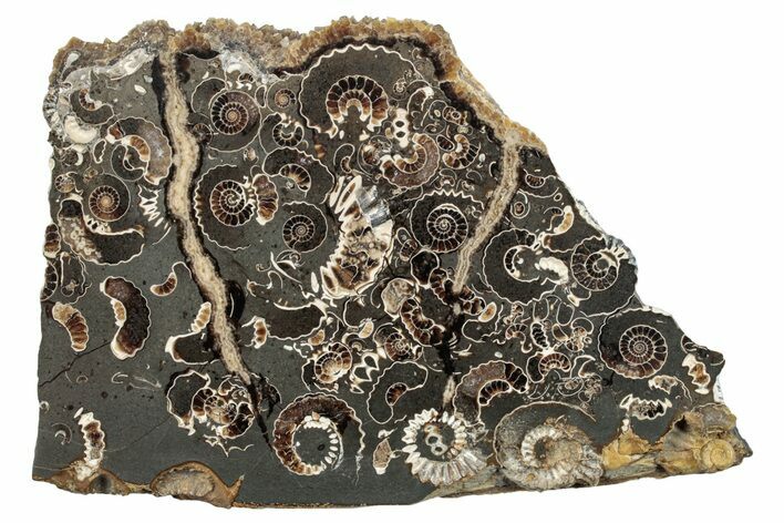 Polished Ammonite (Promicroceras) Slice - Marston Magna Marble #279274